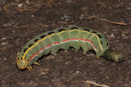Xylena exsoleta
